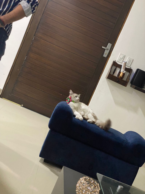 Milú 