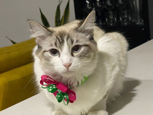 Milú 
