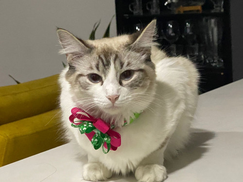 Milú 