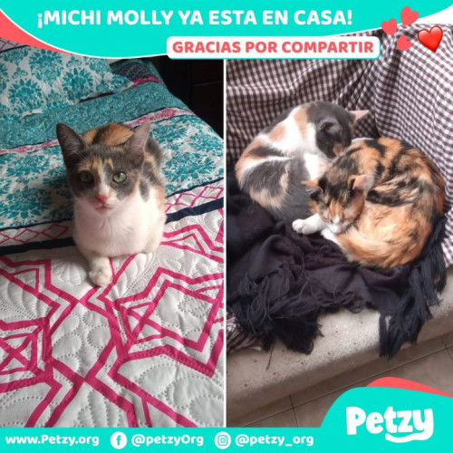 Foto de mascota Michi Molly