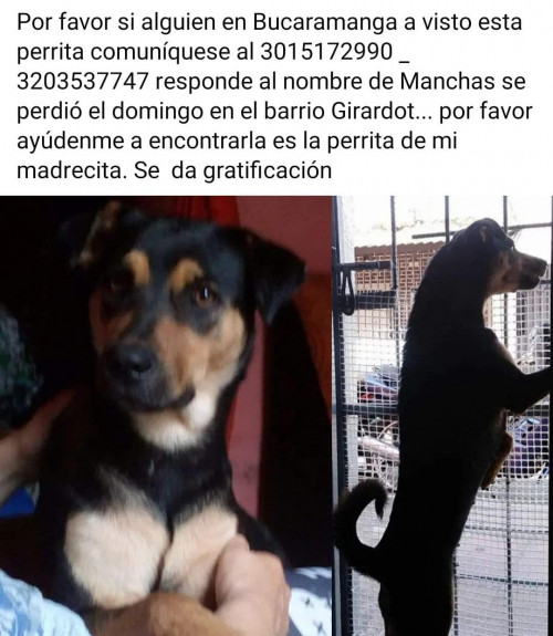 Manchas