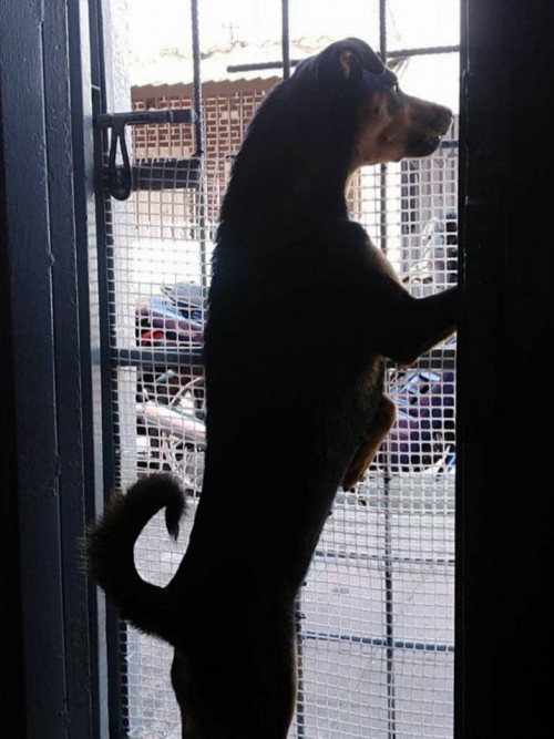 Manchas
