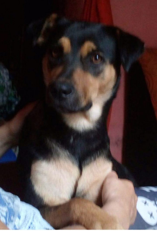 Manchas