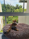 Foto de Flora en Cali Valle del Cauca #1