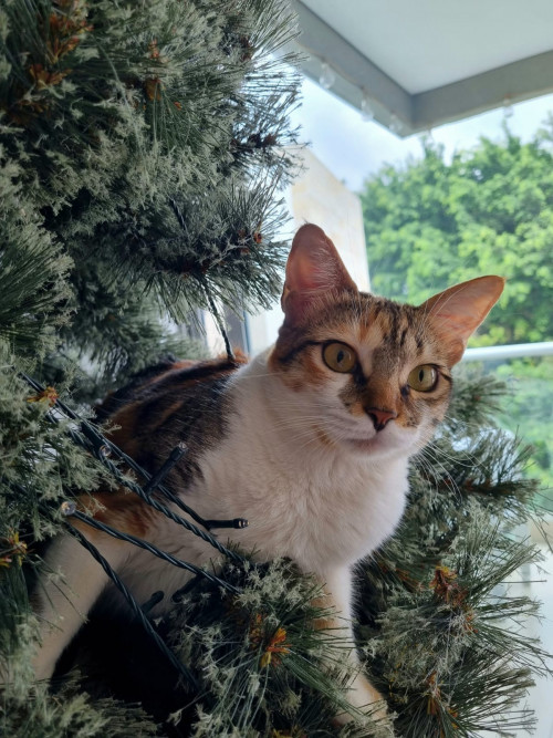 Flora