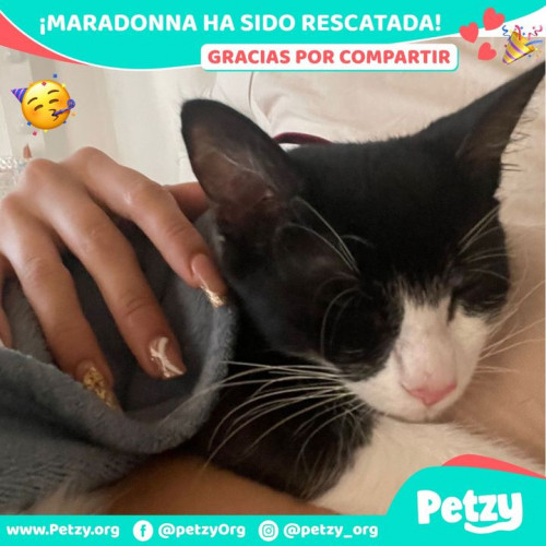 Foto de mascota Maradonna