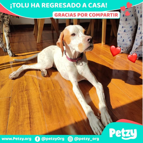 Foto de mascota Tolu 