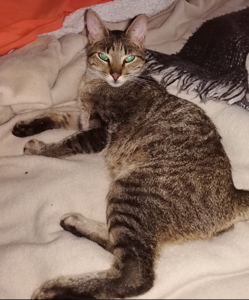 Mateo