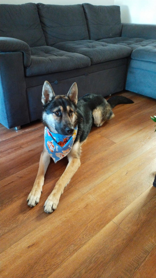 Drako