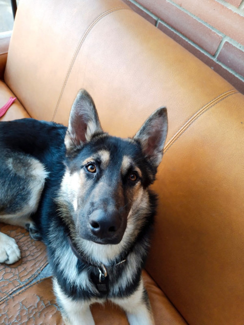 Drako
