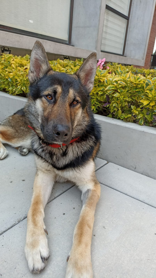 Drako
