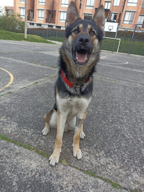 Drako