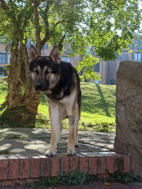 Drako