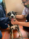 Foto de Lola en Cali Valle del Cauca #1