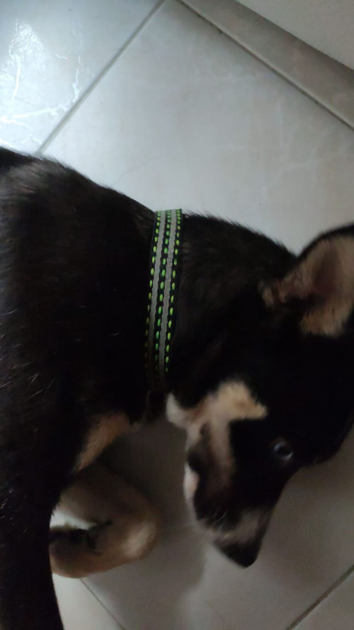 Lola