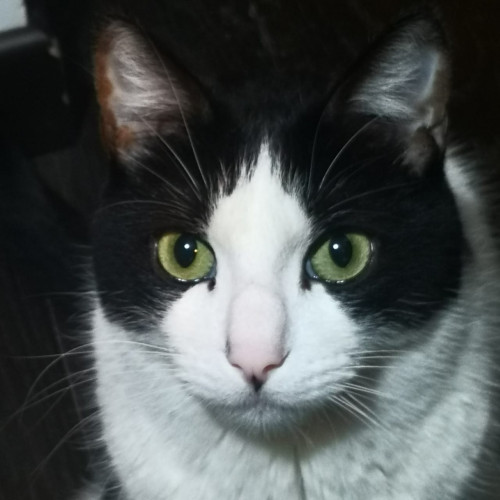 Gatito