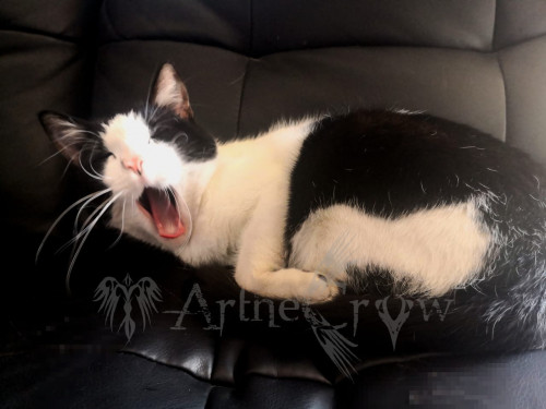Gatito