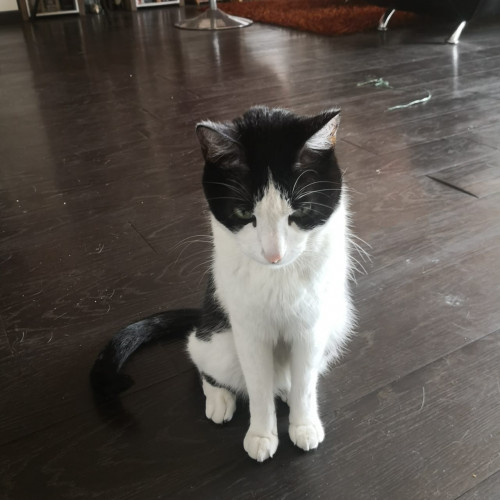 Gatito