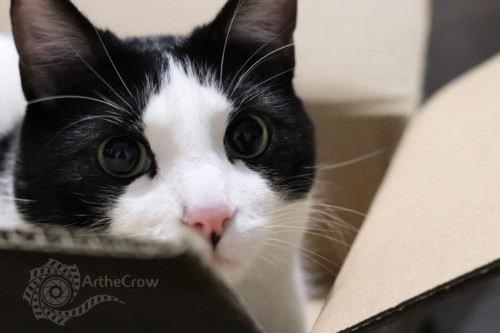 Gatito