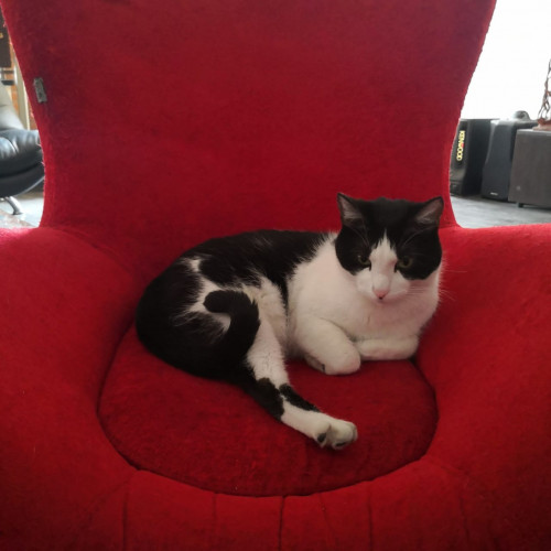 Gatito
