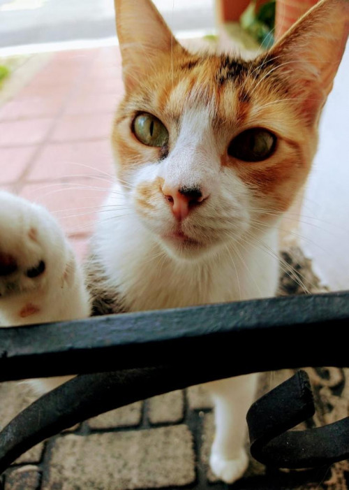 Gatu