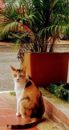 Foto de Gatu en Villavicencio Meta #5