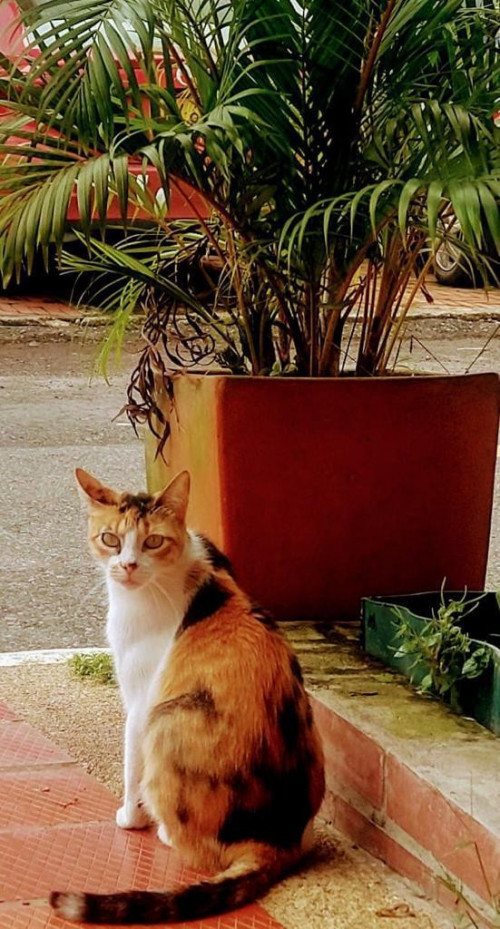 Gatu