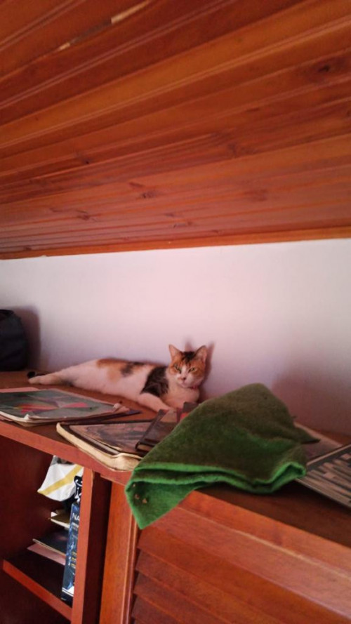 Gatu