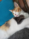 Foto de Gatu en Villavicencio Meta #3