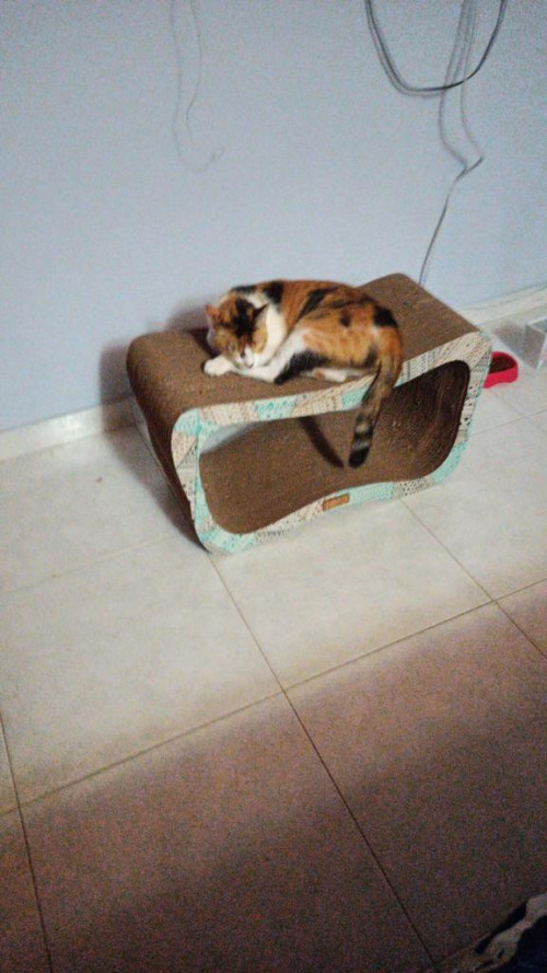 Gatu
