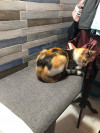 Foto de Gatu en Villavicencio Meta #1