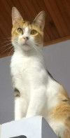 Foto de Gatu en Villavicencio Meta #0
