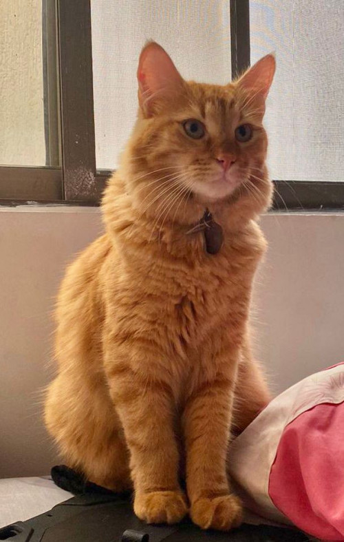 Simba
