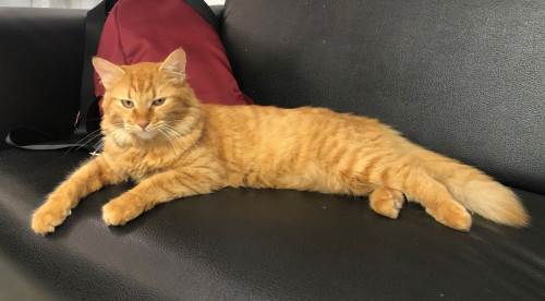 Simba