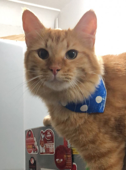 Simba