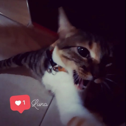 Luna