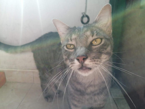 Michi