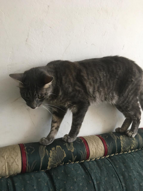 Michi