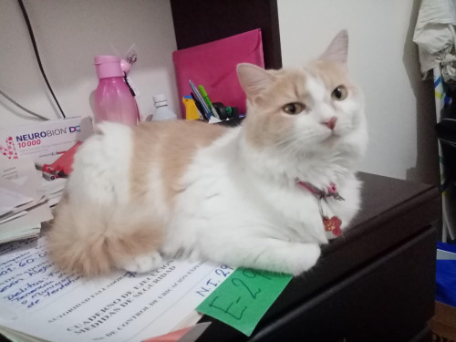 Kitty
