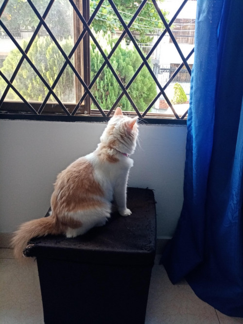 Kitty