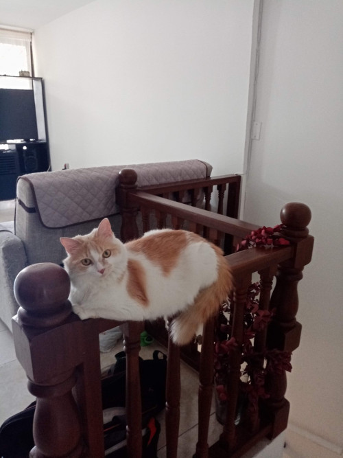 Kitty