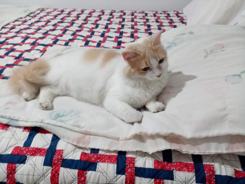 Kitty