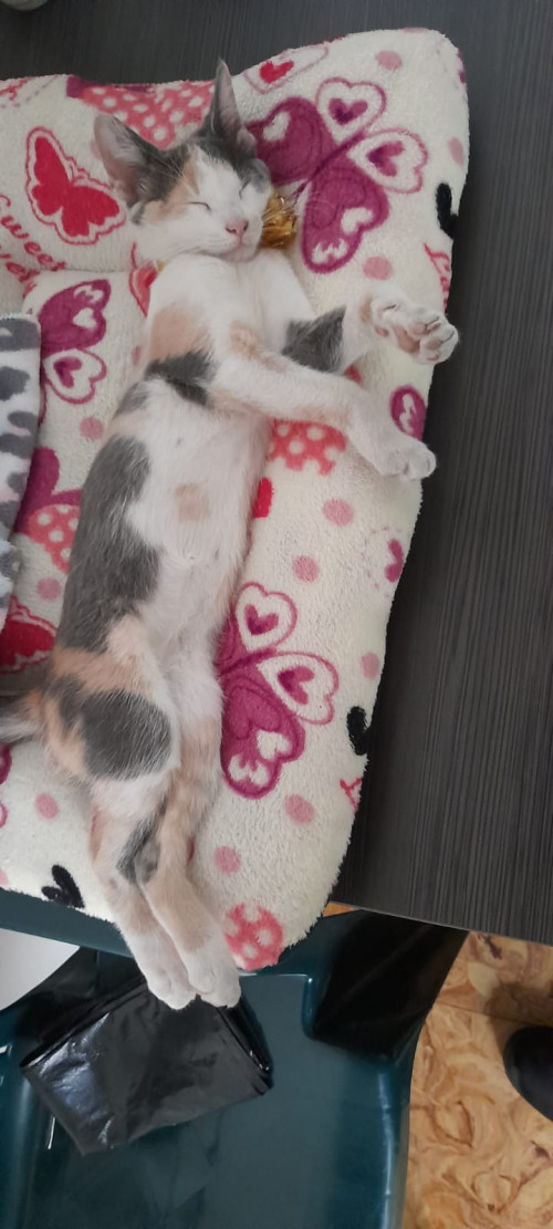 Milu