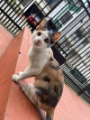Foto de Milu en Popayán Cauca #2