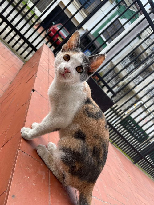 Milu
