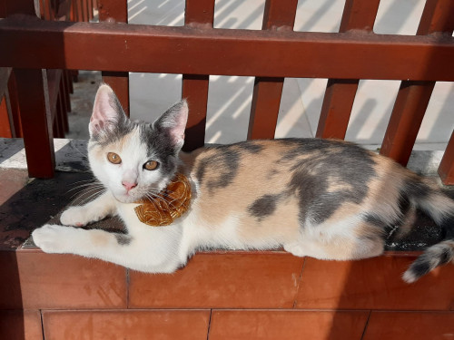 Milu