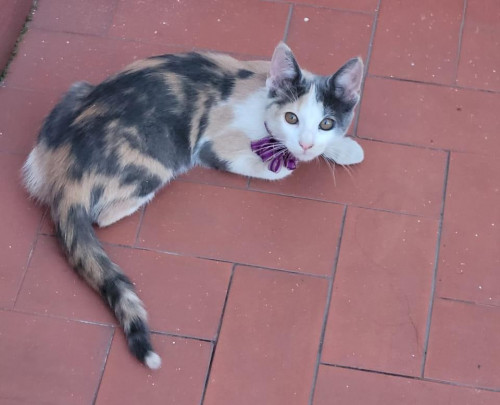 Milu