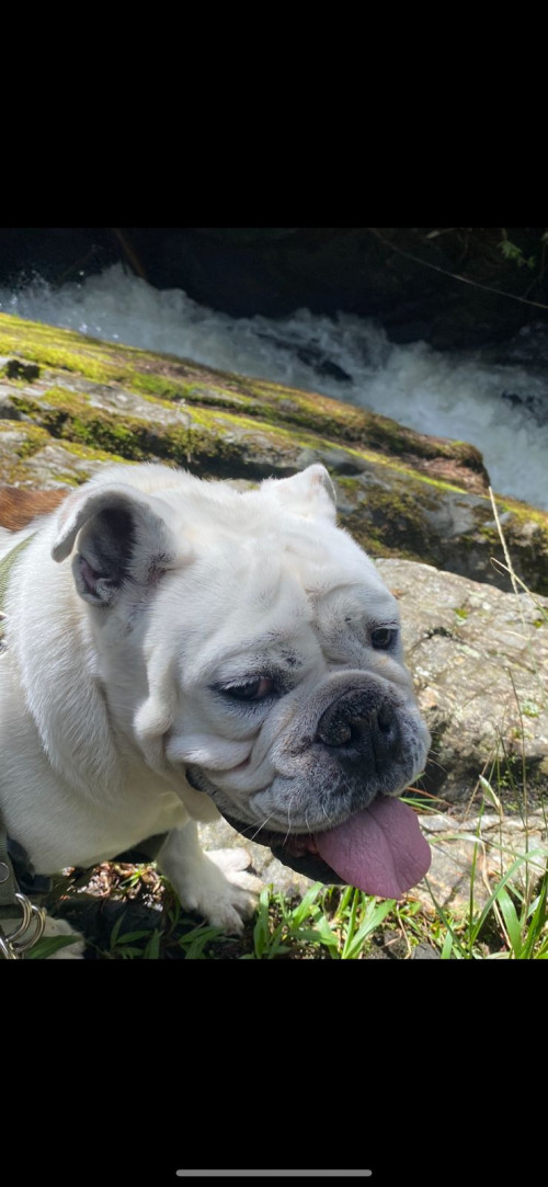 Cirilo 