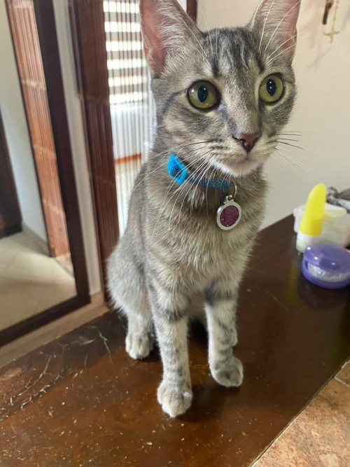 Arya