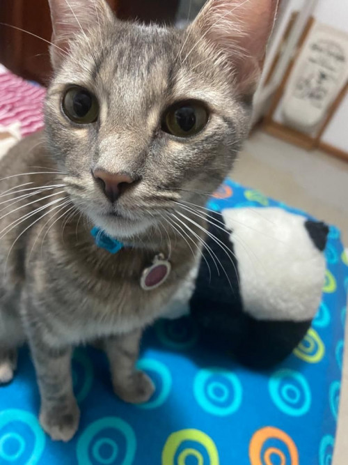 Arya